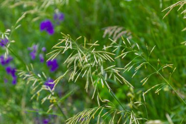 Rüzgarlı bir günde Bromus Secalinus 'la ilkbahar tarlası.