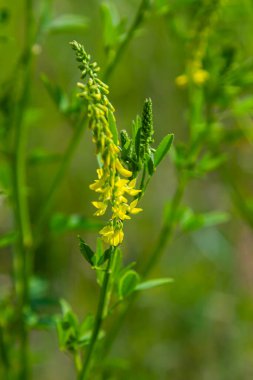 Melilotus 'un çiçekleri parlak yaz arka planında. Sarının bulanık arkaplanı - yeşil. Sığ alan derinliği.