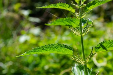 Stinging nettles Urtica dioica in the garden. Green leaves with serrated edges.
