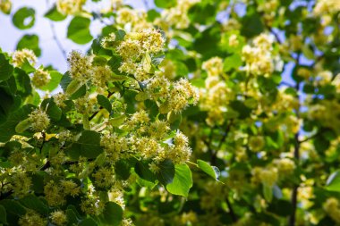 Tilia Cordata ıhlamur ağacı dalları açmakta, bahar zamanı çiçek açan küçük yapraklı limon, bahar günışığında yeşil yapraklar..