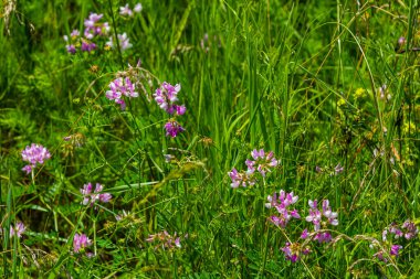 Securigera varia ya da Coronilla varia, Crownvetch ya da mor taç vetch olarak bilinir..