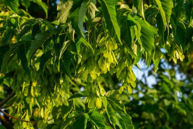 Kırmızı-pembe akçaağacın olgunlaştırıcı meyvelerinin yakın çekimi..