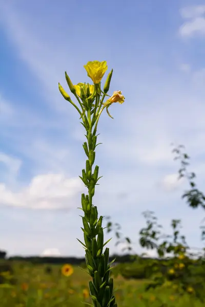 Amarelo Prímula Noite Oenothera Biennis Planta Medicina Para Cosméticos Cuidados — Fotografia de Stock