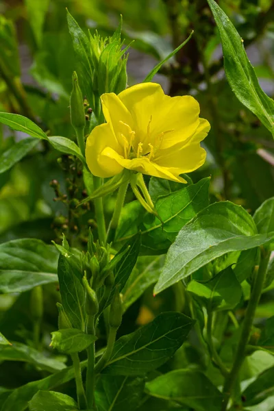 Onagra Amarilla Oenothera Biennis Planta Medicinal Para Cosméticos Cuidado Piel — Foto de Stock