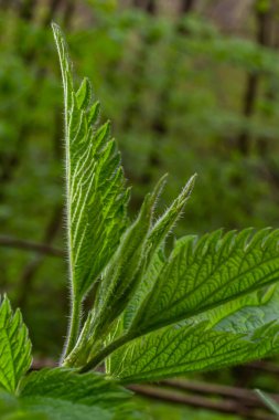 Stinging nettles Urtica dioica in the garden. Green leaves with serrated edges.