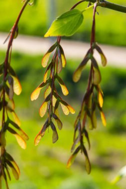 Kırmızı-pembe akçaağacın olgunlaştırıcı meyvelerinin yakın çekimi..