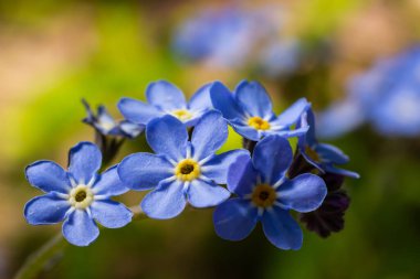 Mavi küçük unutur beni. Baharın güneşli bir gününde yeşil arka planda çiçek olmaz. Makro fotoğrafçılıkta. Çiçek açan Myosotis kır çiçekleri ve mavi taç yaprakları bir yaz günü yakın çekim fotoğrafı..