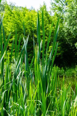 Göldeki tifa yaban bitkisi, güneşli yaz günü. Typha angustifolia veya cattail.