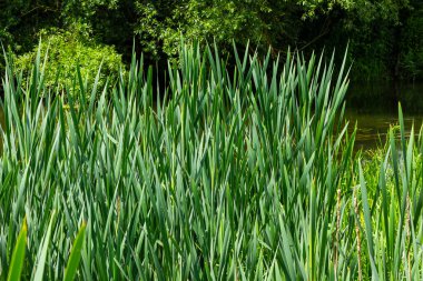 Göldeki tifa yaban bitkisi, güneşli yaz günü. Typha angustifolia veya cattail.