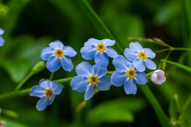 Mavi küçük unutur beni. Baharın güneşli bir gününde yeşil arka planda çiçek olmaz. Makro fotoğrafçılıkta. Çiçek açan Myosotis kır çiçekleri ve mavi taç yaprakları bir yaz günü yakın çekim fotoğrafı..
