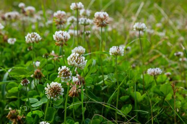 Trifolium pişmanlığı, beyaz yonca bitkisi..