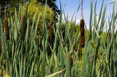 Göldeki tifa yaban bitkisi, güneşli yaz günü. Typha angustifolia veya cattail.