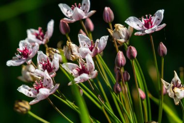 Butomus umbellatus, Flowering Rush. Yazın vahşi bitki vuruşu.