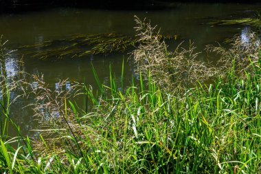 Glyceria maxima, commonly known as great manna grass, reed mannagrass, reed sweet-grass, and greater sweet-grass is rhizomatous perennial grasses in mannagrass genus native to Europe.