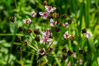 Butomus umbellatus, Flowering Rush. Yazın vahşi bitki vuruşu.