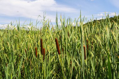 Göldeki tifa yaban bitkisi, güneşli yaz günü. Typha angustifolia veya cattail.