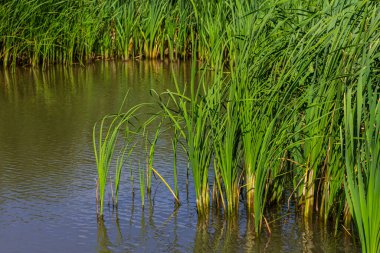 Göldeki tifa yaban bitkisi, güneşli yaz günü. Typha angustifolia veya cattail.