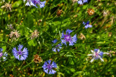 Mavi kantaron centaurea siyanus yenilebilir bir bitkidir..