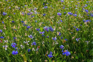 Mavi kantaron centaurea siyanus yenilebilir bir bitkidir..