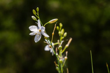 Anthericum ramosum 'un narin, beyaz ve sarı çiçekleri, yıldız şeklinde, vahşi, bulanık yeşil arka planda büyüyen, parlak ve güneşli yaz günü,.