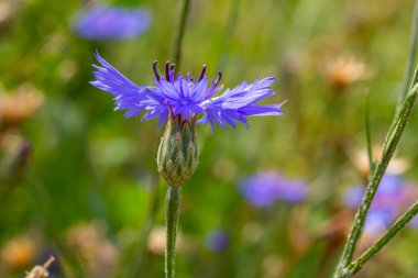 Mavi kantaron centaurea siyanus yenilebilir bir bitkidir..