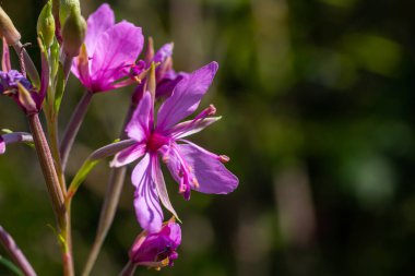 Pembe Çiçek açan Chamerion Dodonaei Alp Willowhere Fabrikası.