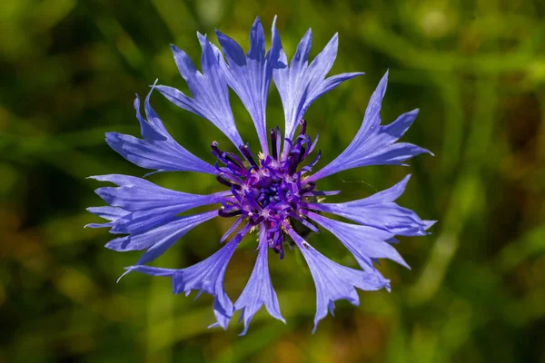 Bleuet Bleu Centaurée Cyanus Est Une Plante Comestible — Photo