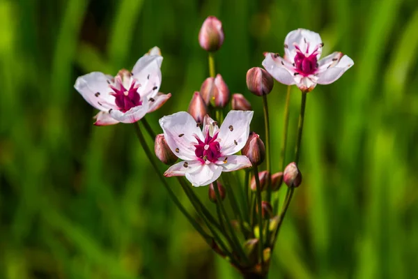 Butomus Umbellatus Flowering Rush Wild Plant Shot Summer — Fotografia de Stock