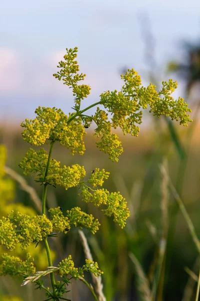 Galium Verum Lady Bedstraw Yellow Bedstraw Low Scrambling Plant Leaves — Stock Photo, Image