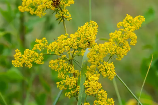 stock image Galium verum, lady's bedstraw or yellow bedstraw low scrambling plant, leaves broad, shiny dark green, hairy underneath, flowers yellow and produced in dense clusters.