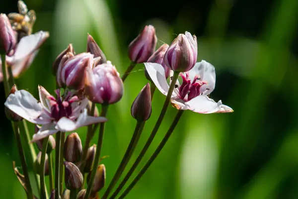 Butomus Umbellatus Flowering Rush Wild Plant Shot Summer — Fotografia de Stock