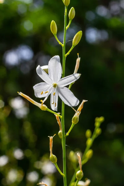 Хрупкие Белые Желтые Цветы Anthericum Ramosum Звездной Формы Растущие Лугу — стоковое фото