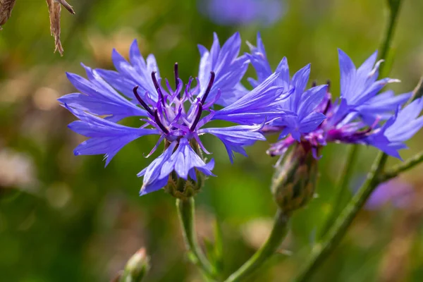 stock image the blue cornflower centaurea cyanus is an edible plant.