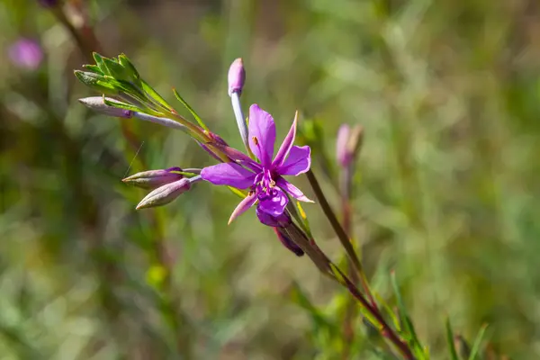 Pink Flowering Chamerion Dodonaei Alpine Willowherb Plant — Stock Photo, Image