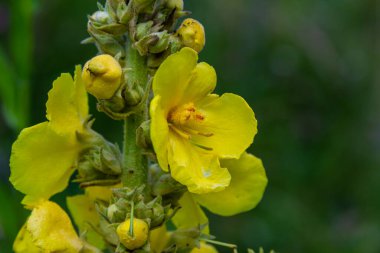 Verbascum densiflorum the well-known dense-flowered mullein.