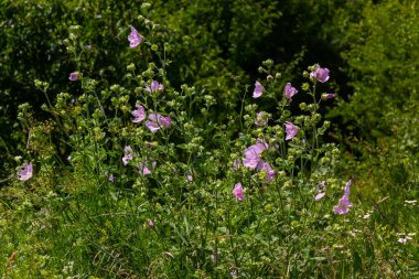 Malva alcea 'nın çiçekleri daha büyük misk, soluk, mine ya da gülhock mallow, yumuşak bulanık yeşil çimen arka planda.