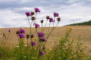 Centaurea scabiosa subsp. apiculata, Centaurea apiculata, Compositae. Wild plant shot in summer.