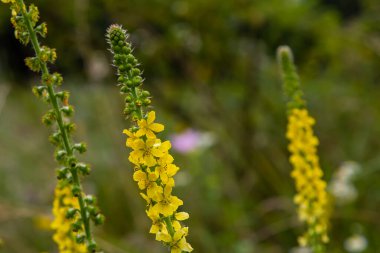 Vahşi otların arasında yaz mevsimi, tarımsal ekvatorya çiçekleri açıyor..