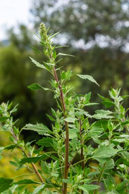 Chenopodium albümü, yenilebilir bitki, yaygın isimler kuzu konserveleri, eritme, kaz ayağı, beyaz kaz ayağı, yabani ıspanak, banyo ve şişman tavuk..
