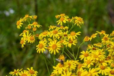 Senecio Vernalis 'in sarı çiçekleri bulanık yeşil arka planda yakın plan. Seçici odak.