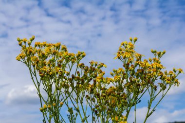 Senecio Vernalis 'in sarı çiçekleri bulanık yeşil arka planda yakın plan. Seçici odak.