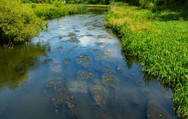 Nehirdeki su bitkileri - Pondweed - Potamogeton natans.