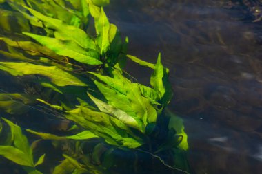 Su bitkileri. Tatlı su yosunları. Fotoğrafçının gölgesi. Ekolojik kavram. Suyun altındaki bulanıklık.