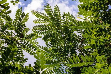 Robinia psödoacia, yaygın olarak çekirge çekirgesi olarak bilinir..