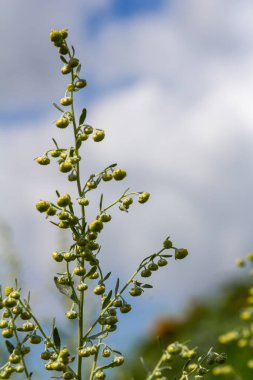 Pelin otu yeşil gri yapraklar ve güzel sarı çiçekler. Artemisia Absinthium Absinthium, Absinthe Wormwood Çiçek Bitkisi, Kapalı Makro.