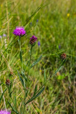 Centaurea scabiosa subsp. apiculata, Centaurea apiculata, Compositae. Wild plant shot in summer.