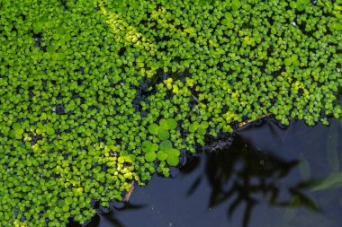 Ördek otu. Ördek otu yetiştiriyorum. Lemna trisulca .