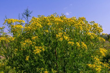 Senecio Vernalis 'in sarı çiçekleri bulanık yeşil arka planda yakın plan. Seçici odak.