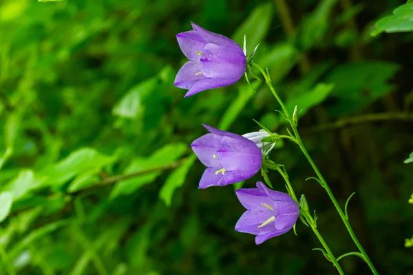 Кластерний Дзвіночок Квітка Campanula Glomerata Квітучий Дикій Природі — стокове фото