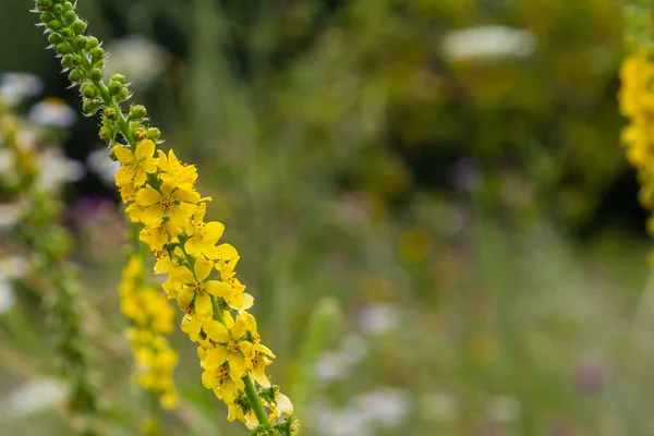 Summer Wild Wild Grasses Blooming Agrimonia Eupatoria — Stock Photo, Image